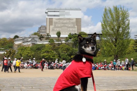 姫路城大天守保存修理期間中13