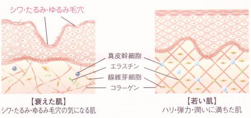 エイジング悩みに年齢肌ケア! シミ・くすみに美白ケアが出来る♪