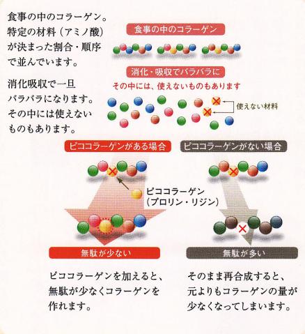 低分子コラーゲン10000mgで肌のハリが2~3日持続する?