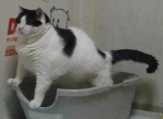 ユーク少佐