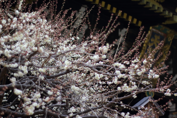 DPP_20974.jpg