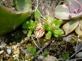 １年草～セダム　カウルレア（Sedum　caeruleum） ～まだまだ小さいのに・・・もう花芽が上がってきました(+_+)2013.04.23