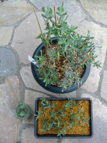 ケンシチア　千歳菊 (Kensitia pillansii) =エレプシア　ピランシー（Erepsia pillansii) 花芽がたくさんありますが思い切って挿し木＆水挿し木もしました♪20