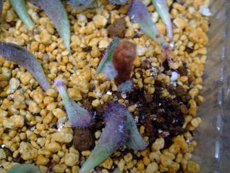 エケベリア 青い渚 (Echeveria setosa var. minor)胴切り＆葉挿し中～♪脇芽形ができてきました♪2013.05.28