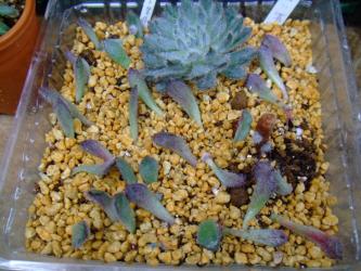 エケベリア 青い渚 (Echeveria setosa var. minor)胴切り＆葉挿し中～♪脇芽形ができてきました♪2013.05.28