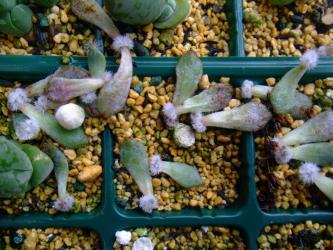 エケベリア 青い渚 (Echeveria setosa var. minor)胴切り＆葉挿し中～♪脇芽形ができてきました♪2013.05.28