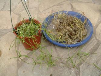 ホヤ　レツーサ（Hoya retusa）東インド原産？・・・生きている部分だけ残して植え替えました・・・お願い朽ちないで欲しいです。2013.04.17
