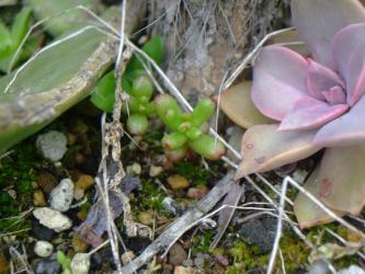 ♪１年草～セダム　カウルレア（Sedum　caeruleum）今年もなんとかこぼれ種が発芽しています♪2013.04.12