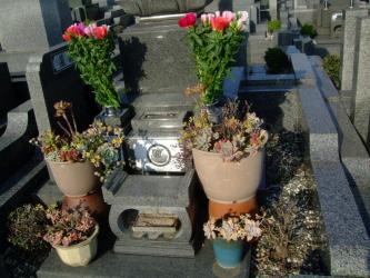 激寒冬を乗り越えて生き残ったお墓の多肉植物～寄せ植え～♪2013.05.17