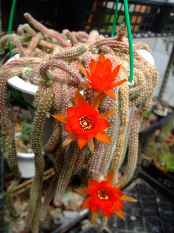 カマエケレウス　白檀（びゃくだん）（Chamaecereus silvestrii）にょろにょろ～開花始めました～♪2013.05.29