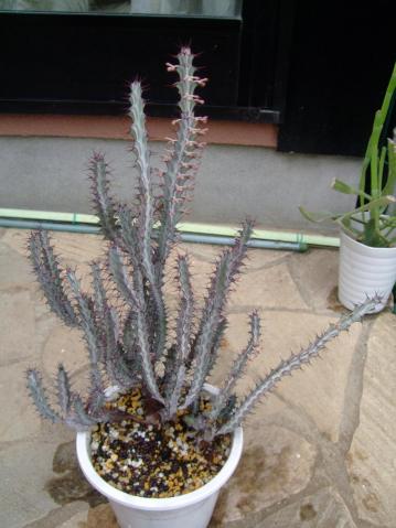 ユーフォルビア　グリーンウェイ(Euphorbia greenwayi var. greenwayi） 東アフリカ　タンザニア原産地～面白い花芽が出てきました♪2013.04.15