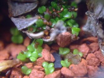 アルギロデルマ　金鈴（きんれい）（Argyroderma roseum var. delaetii）水やりしてたら勝手に種鞘開いて発芽してます～ビックリ～♪2013.02.26