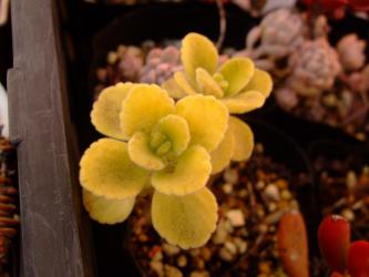 プレクトランサス アロマティカス（アンボイニクス） (Plectranthus amboinicus) ～寒さに当たりおまけに肥料切れ？黄色くなってしまいました～2013.03.03