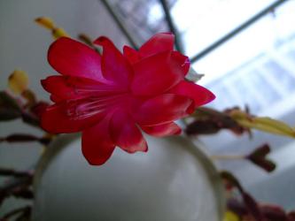 蟹葉サボテン（Schlumbergera bridgesii）シュルンベルゲラ　ブリジシー斑入り種～一輪しか・・・咲きません(´ﾍ｀；)2013.03.08