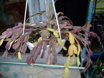 蟹葉サボテン（Schlumbergera bridgesii）シュルンベルゲラ　ブリジシー斑入り種～良く日に当たりまだまだ紅葉しています♪2013.03.08
