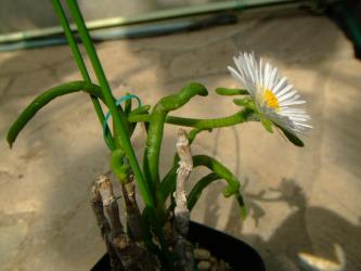 モニラリア オブコニカ (Monilaria obconica) 花の重みで枝が折れました・・・ぽにょぽにょ過ぎるテラテラ葉～♪2013.03.10