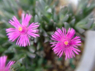 ルスキア　プルビナリス（Ruschia pulvinaris）開花～♪2013,03,11