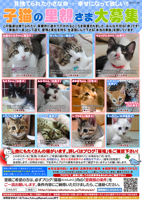 子猫の里親募集の新しいポスターを作りました 掲示協力お願い致します 石川富山福井 玉たまファミリークラブ びーにゃんくらぶ 令和2年も子猫 保護して里親募集中