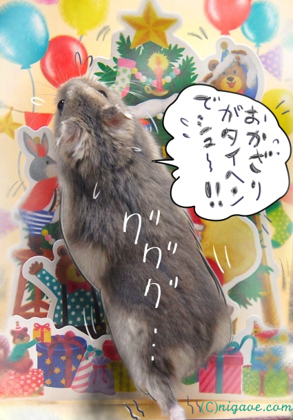 ハムスター写真1