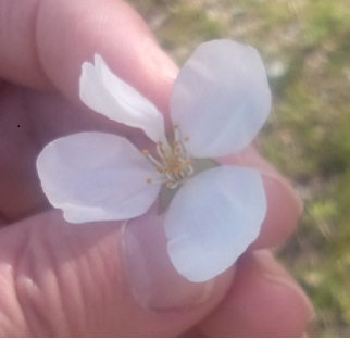 竹林乃方丈庵 花びらが４枚の桜の花