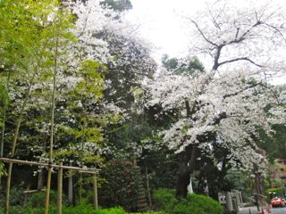 神社前桜
