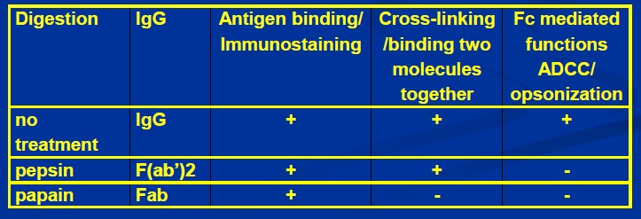 Papain Versus Pepsin Digestion Of Immunoglobulin Kindai University Department Of Microbiology