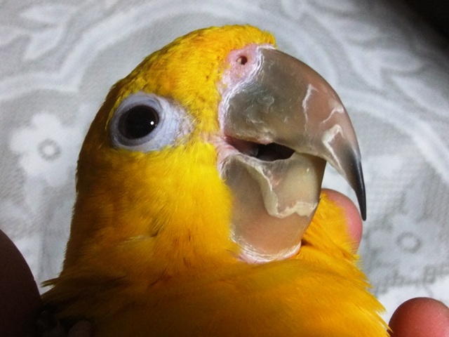 キャプティブケロル ニョオウインコ