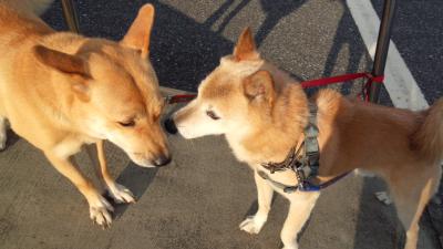 犬505