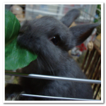 うさかれん