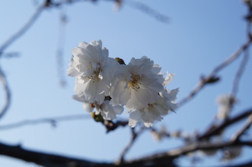 福島県 桜