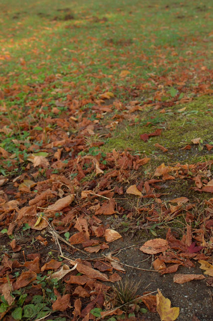 SDIM2778.jpg