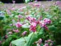 DSCF2577_R.jpg